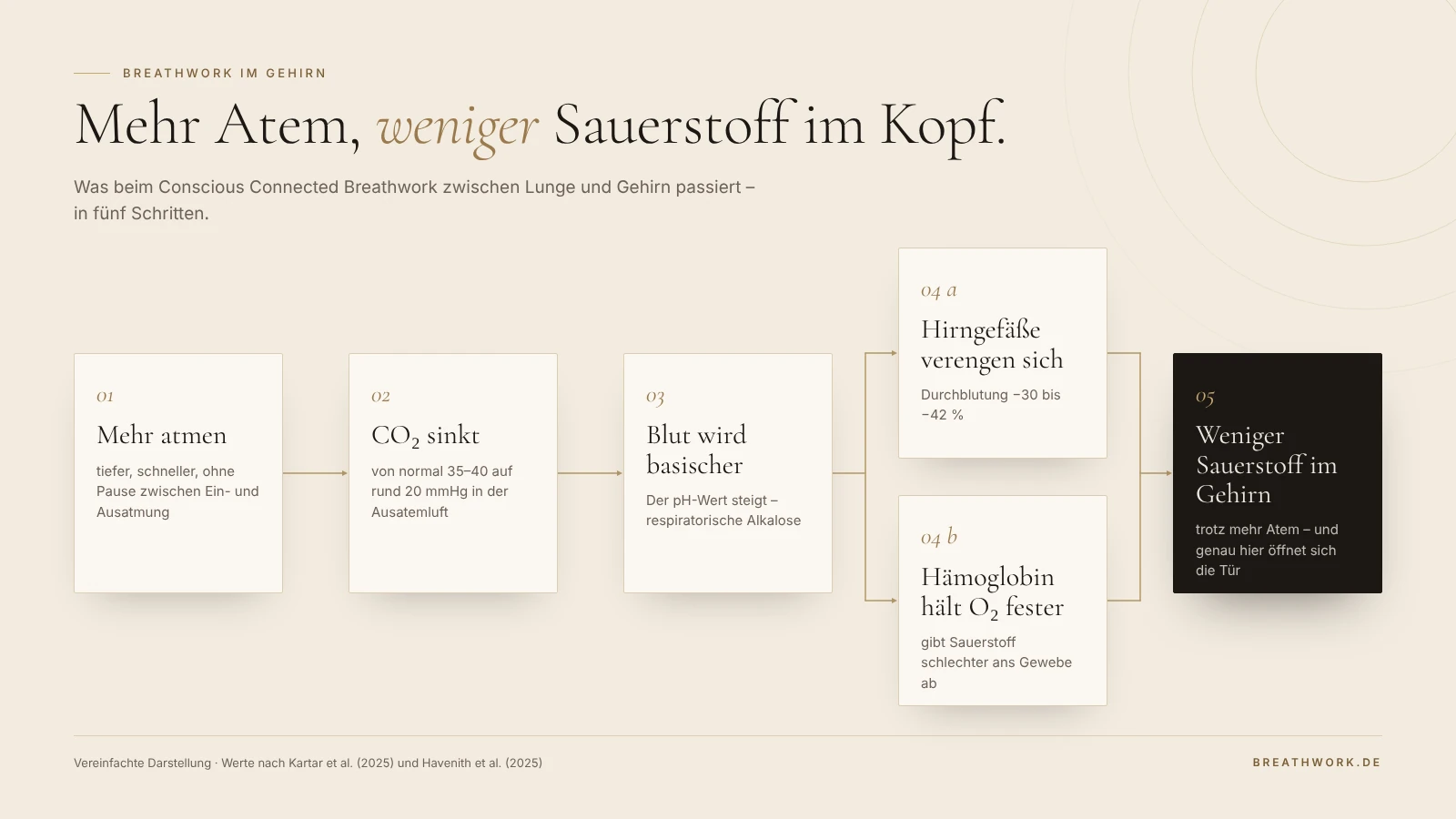 Schaubild: Mehr Atmung senkt das CO₂, das Blut wird basischer, die Hirngefäße verengen sich und das Gehirn erhält weniger Sauerstoff.